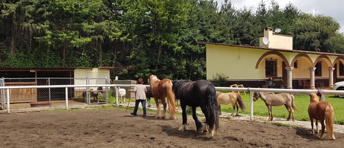 Horstellations constelaciones asistida con caballos terapia DF coaching - instalaciones
