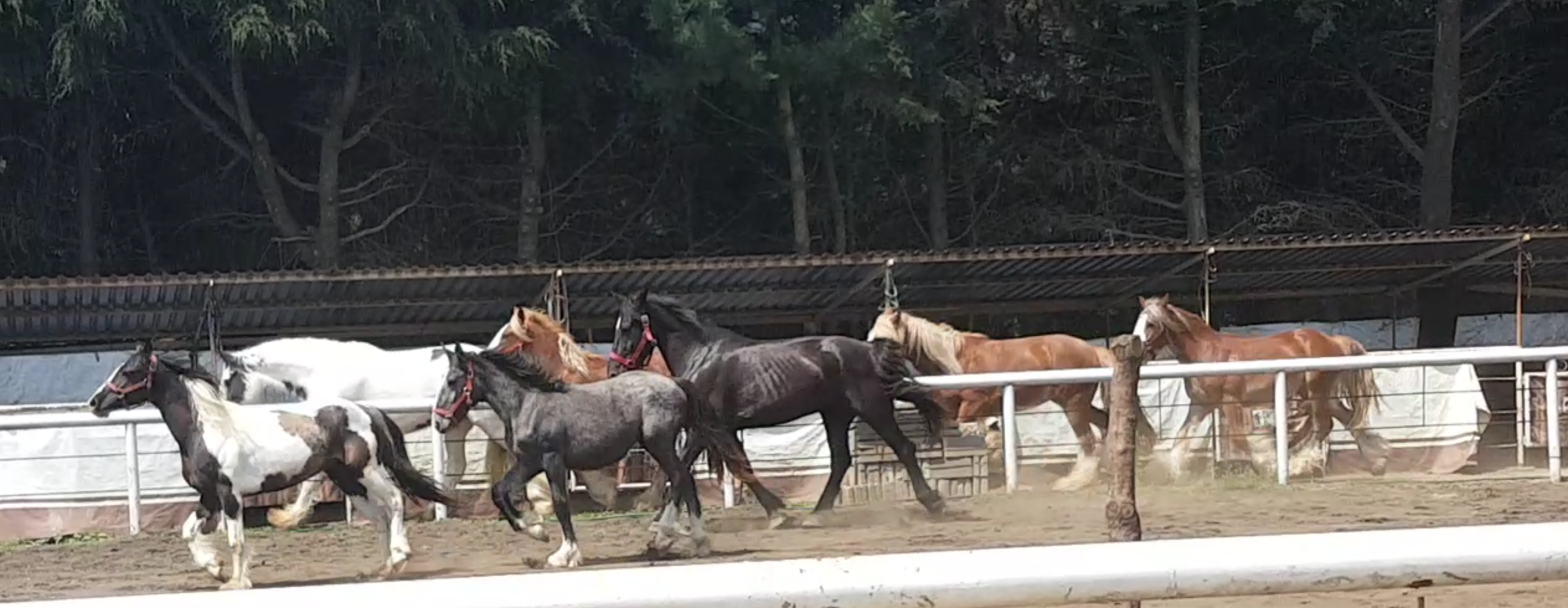 Sesiones individuales de Coaching con caballos Horsetellations